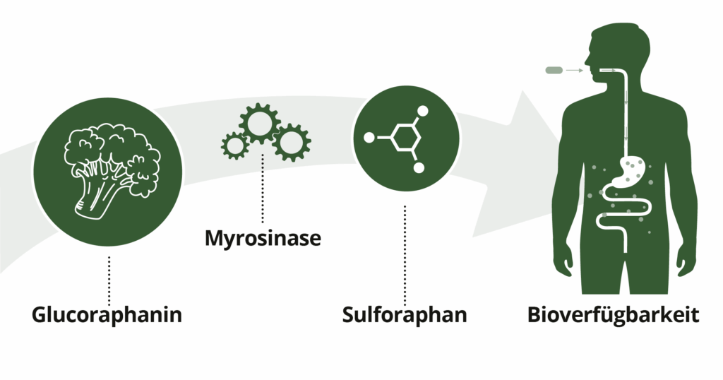Glucoraphanin, Myrosinase, Sulforaphan