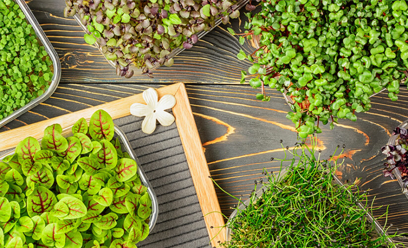 Was sind Microgreens und warum sind sie gesund?