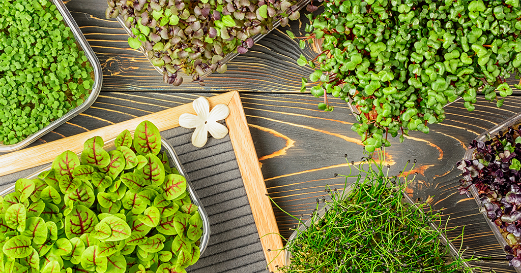 Was sind Microgreens und warum sind sie gesund?