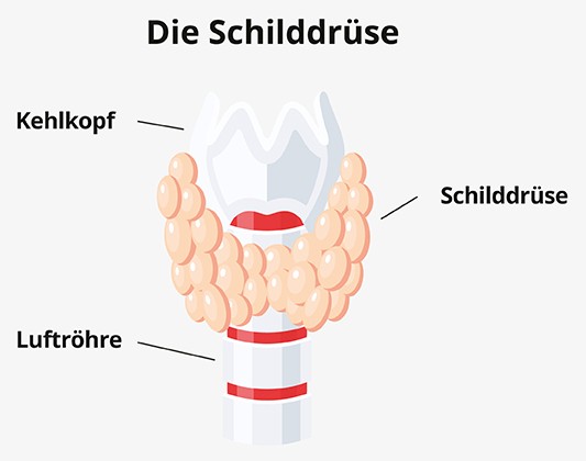 Aufbau der Schilddrüse